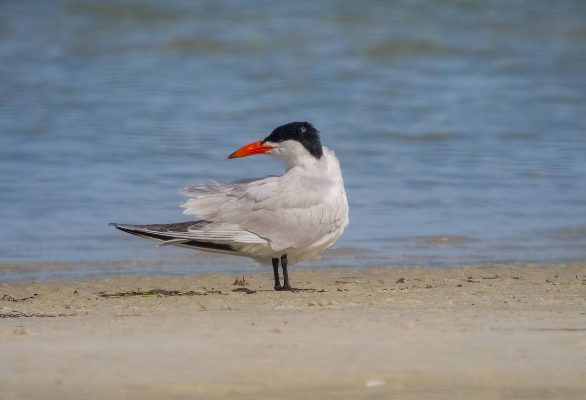 Caspian Tern - ML615059950