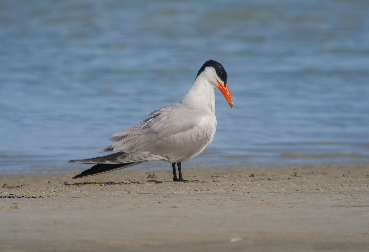 Caspian Tern - Martin  Flack