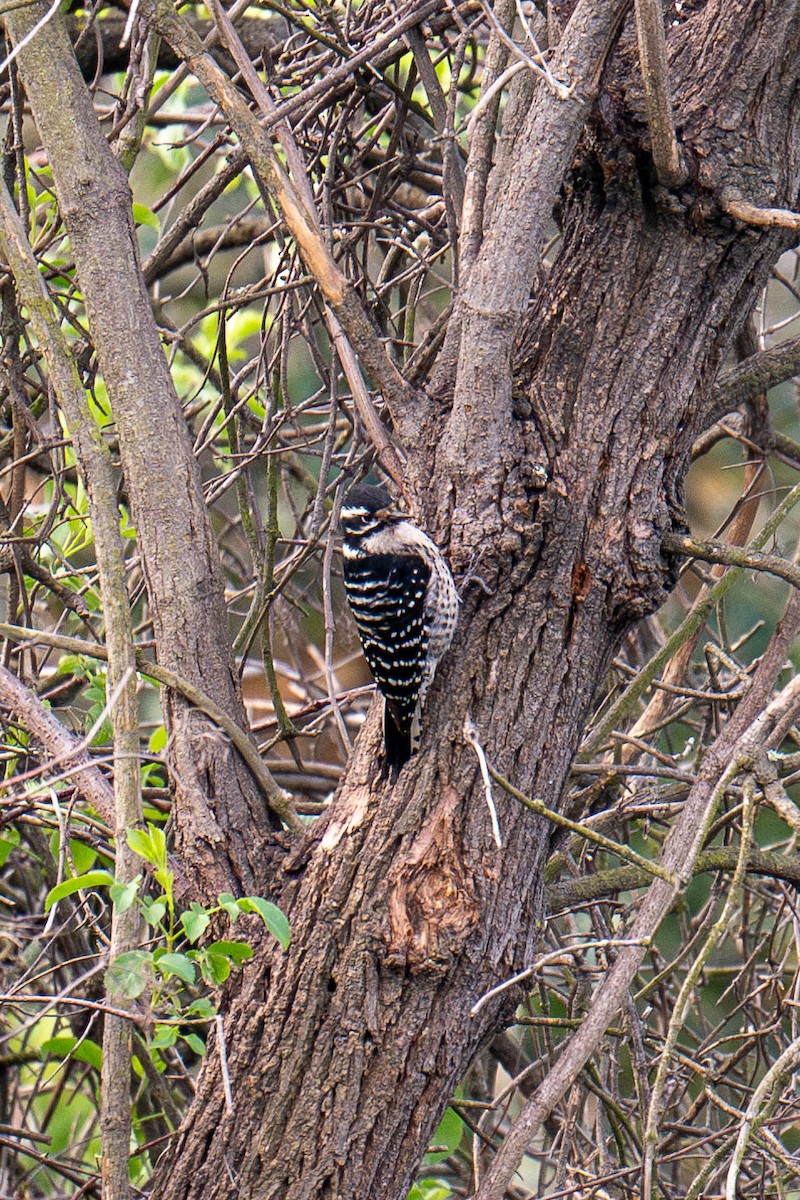 Nuttall's Woodpecker - ML615059957