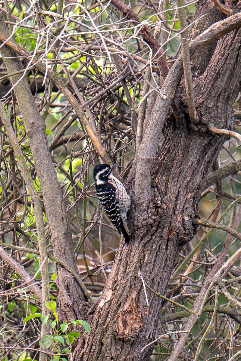 Nuttall's Woodpecker - ML615059958