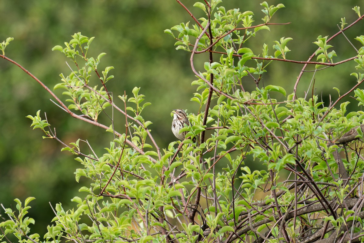 Song Sparrow - ML615059964