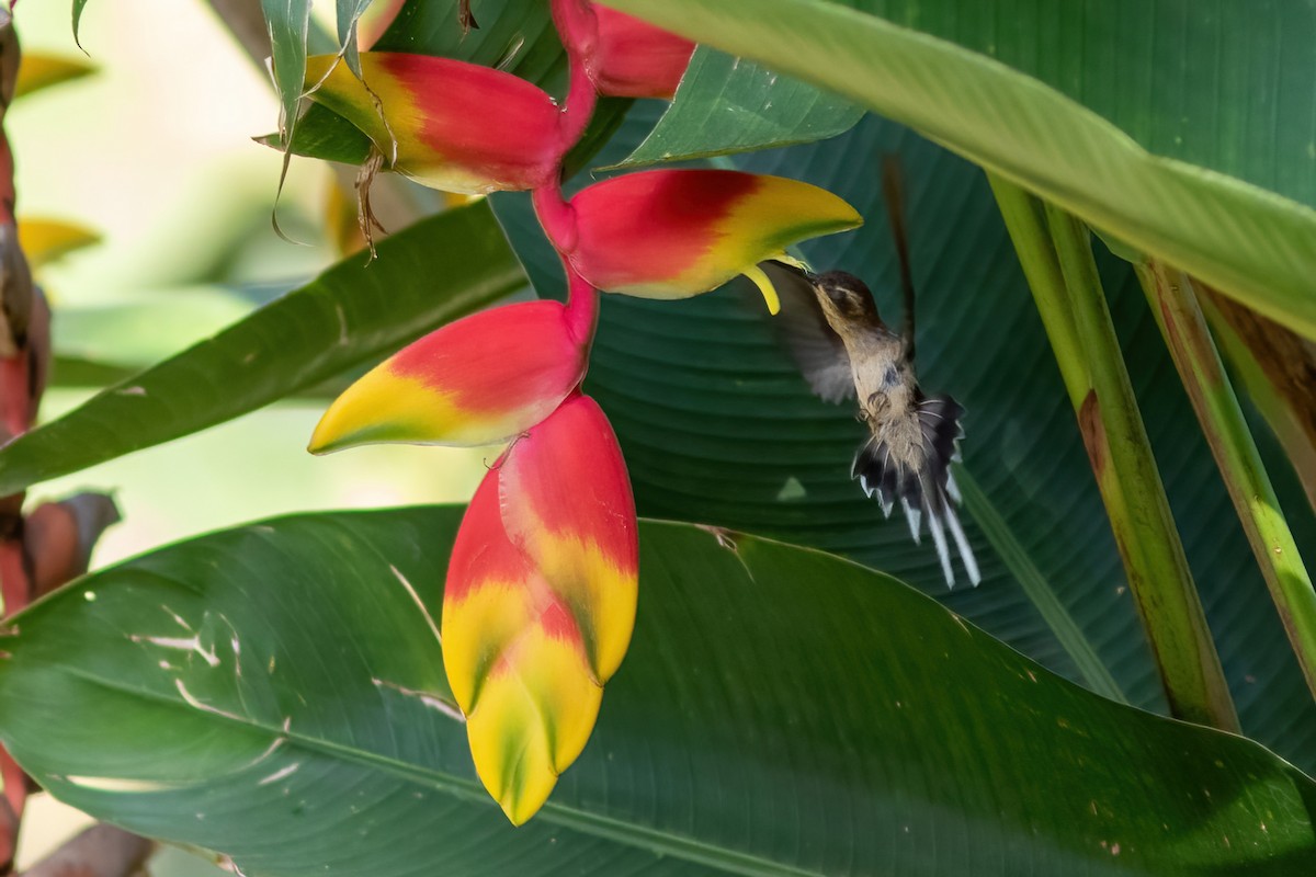 Buff-bellied Hermit - John C Sullivan