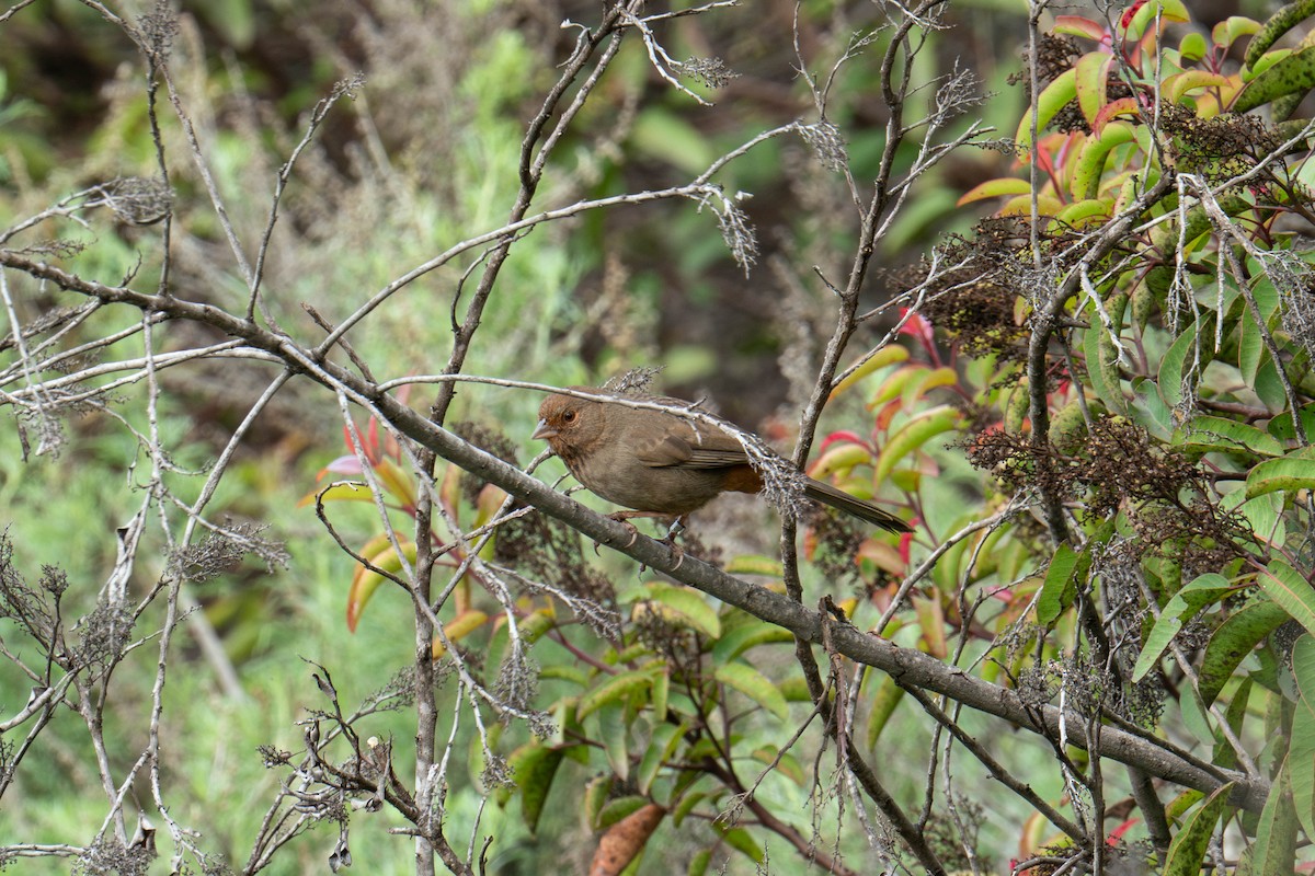 California Towhee - ML615060088