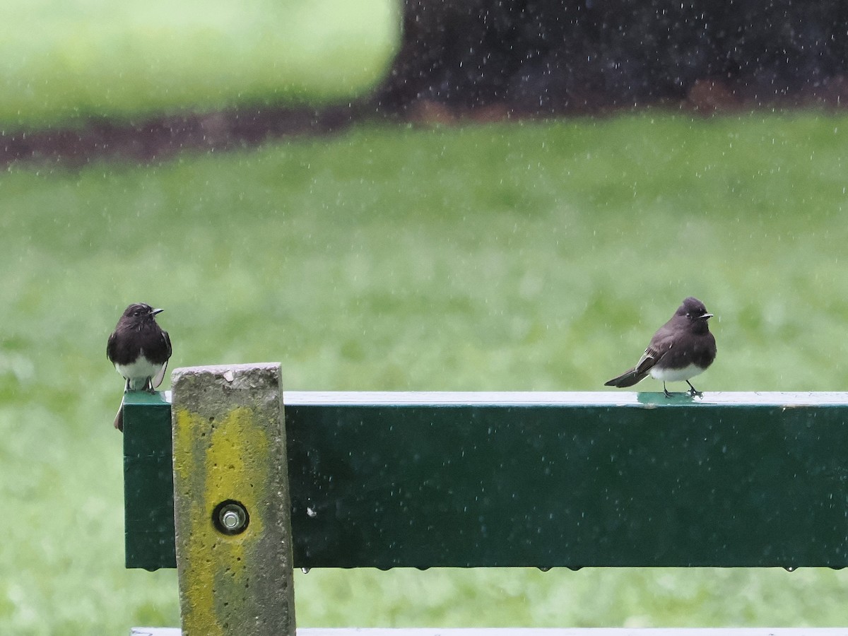 Black Phoebe - ML615060107