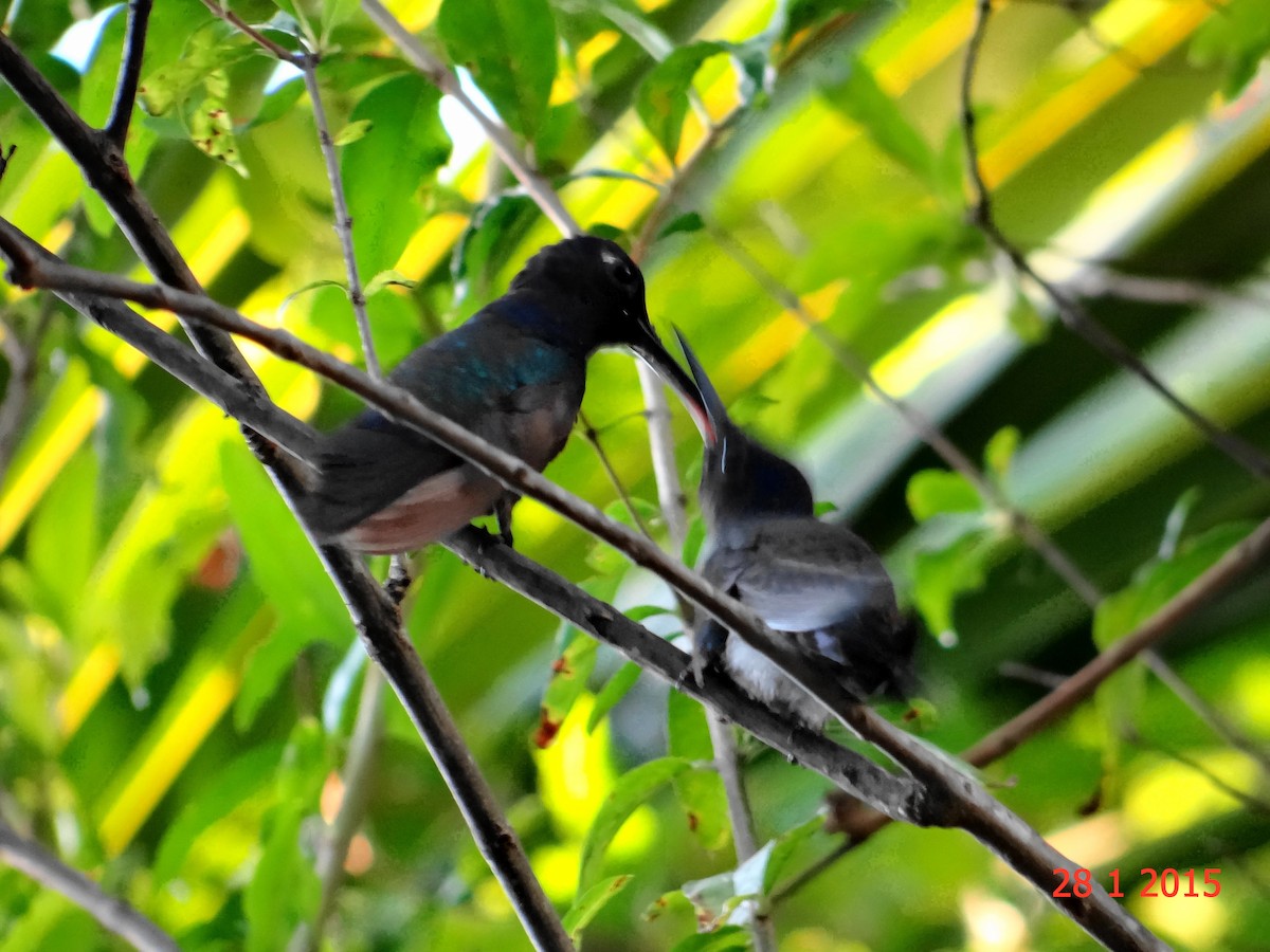 Swallow-tailed Hummingbird - ML615060110