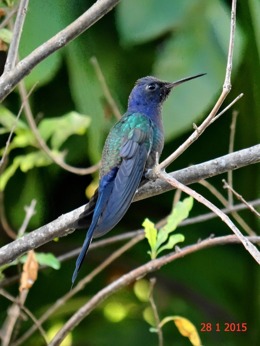 Swallow-tailed Hummingbird - ML615060111