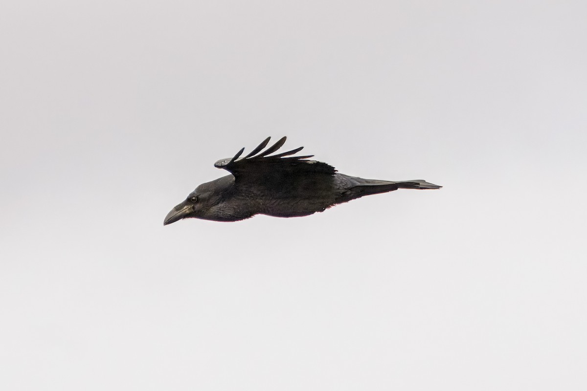 Common Raven - ML615060156