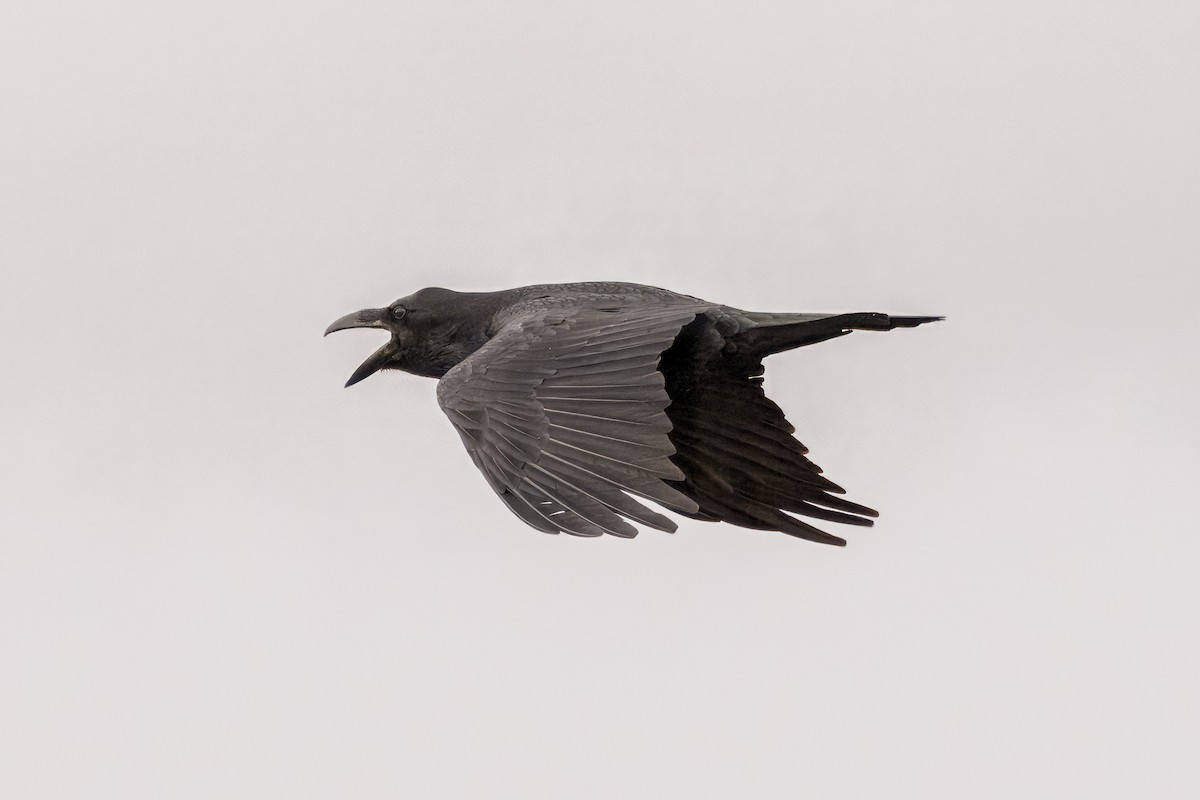 Common Raven - ML615060157