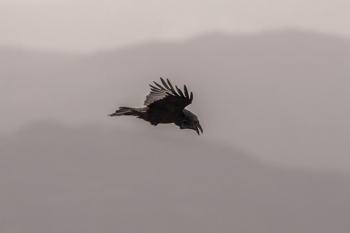 Common Raven - ML615060158