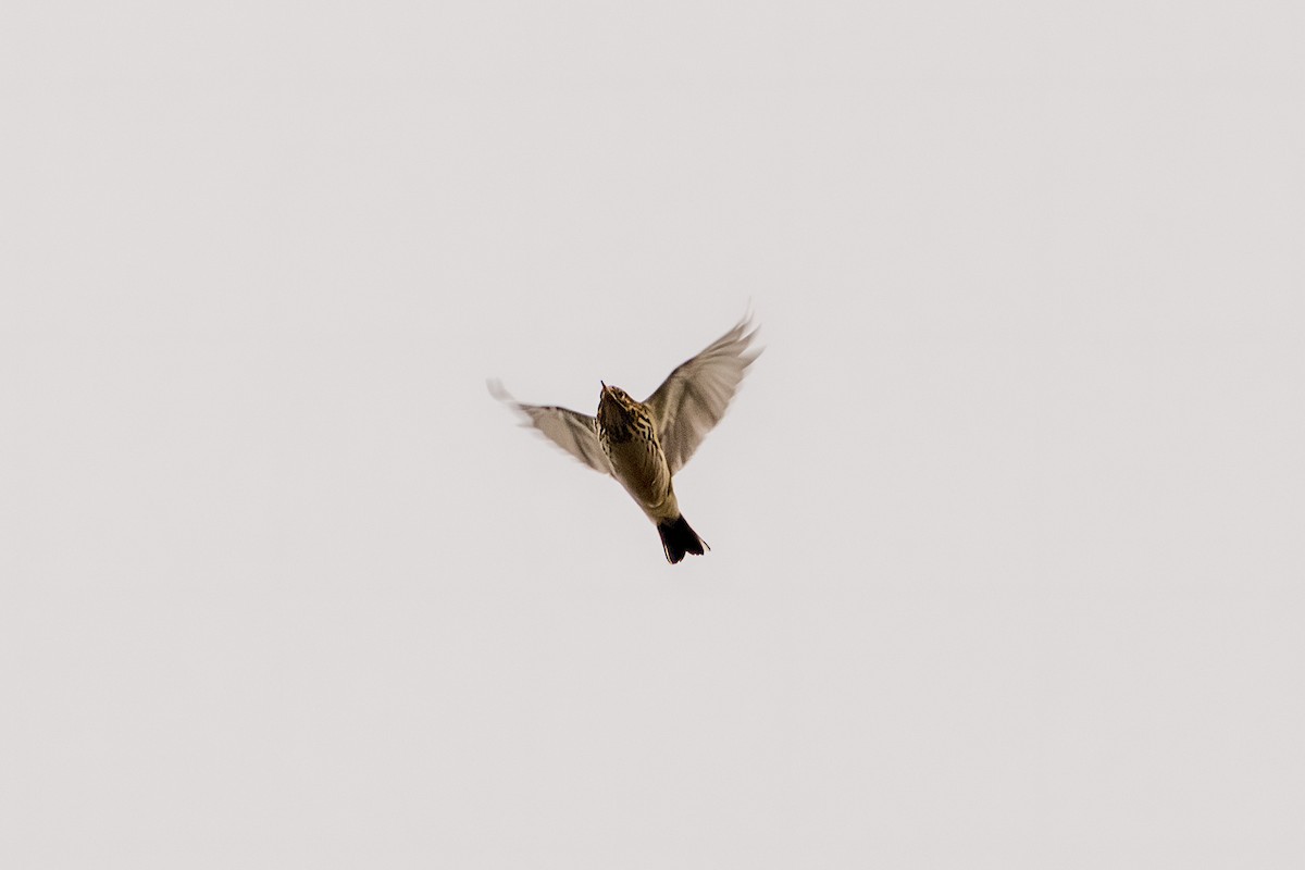 Eurasian Skylark - ML615060173