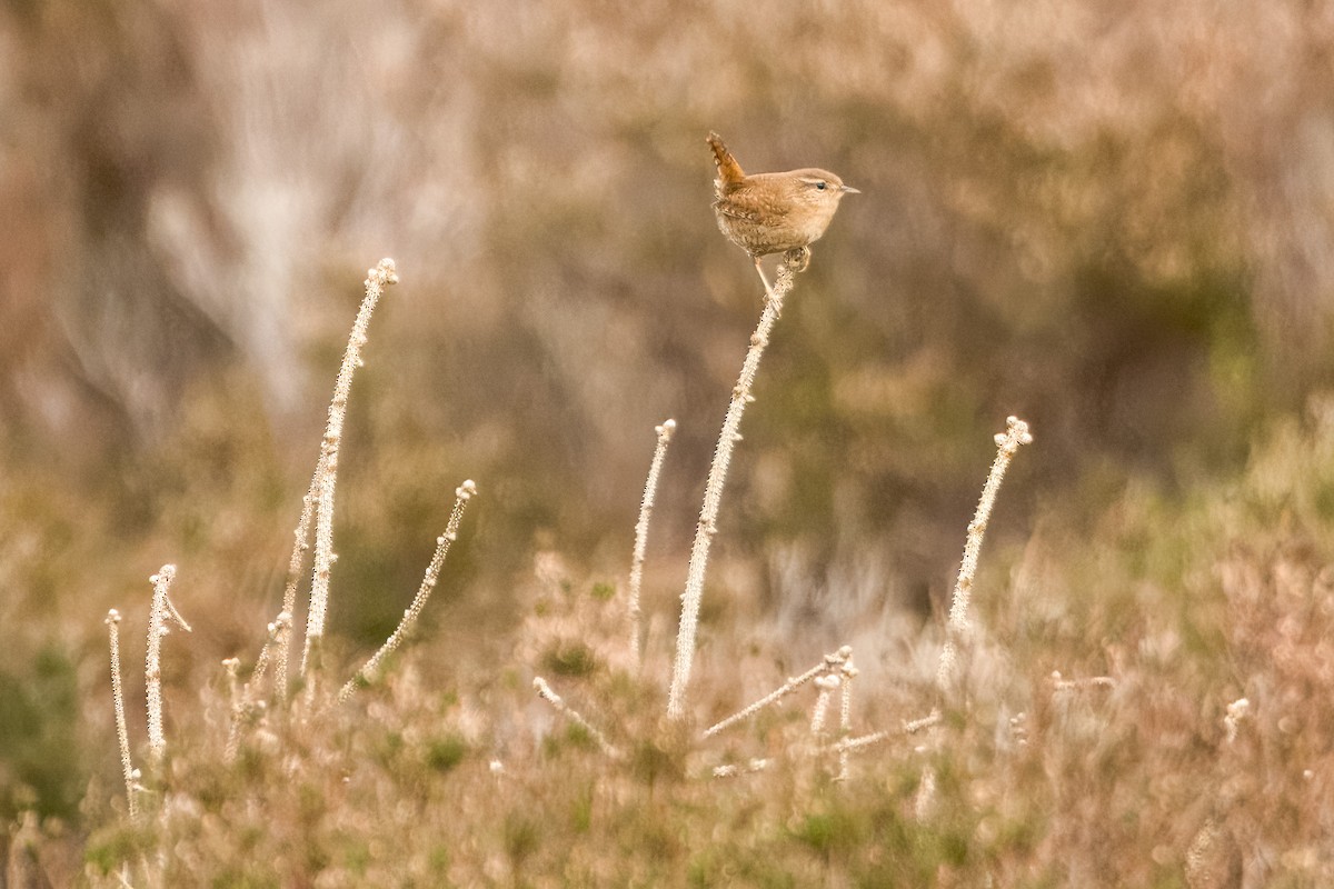 Eurasian Wren - ML615060174