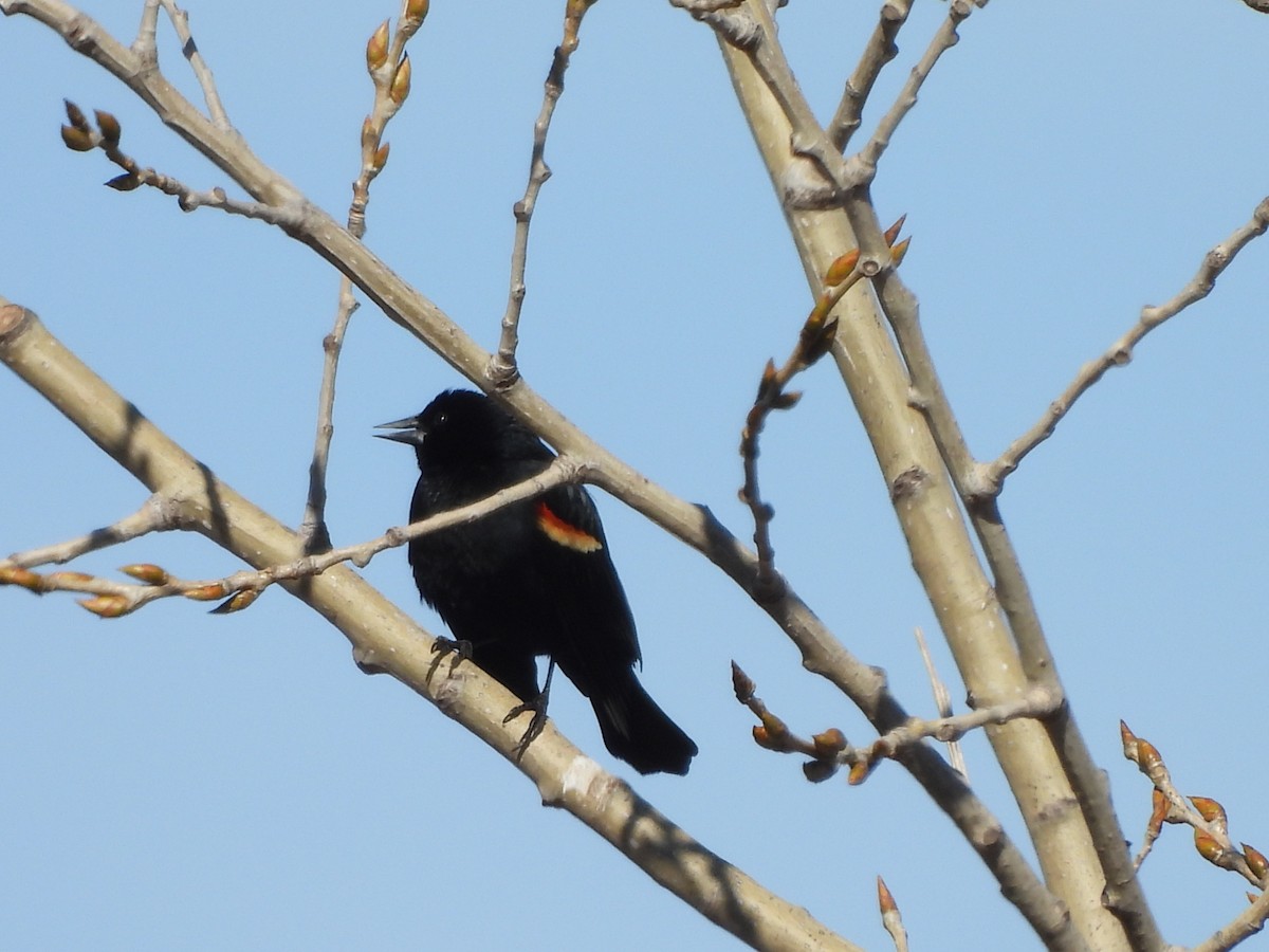 Red-winged Blackbird - Peter  Scott