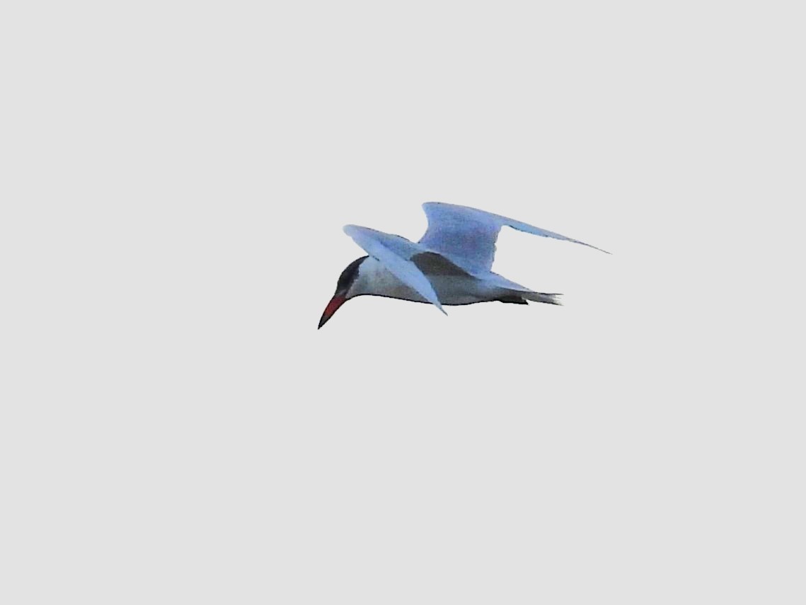 裏海燕鷗 - ML615060215