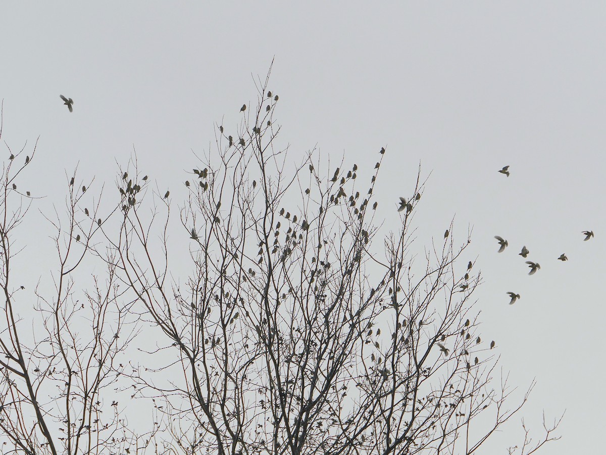 Cedar Waxwing - Jack Wickel