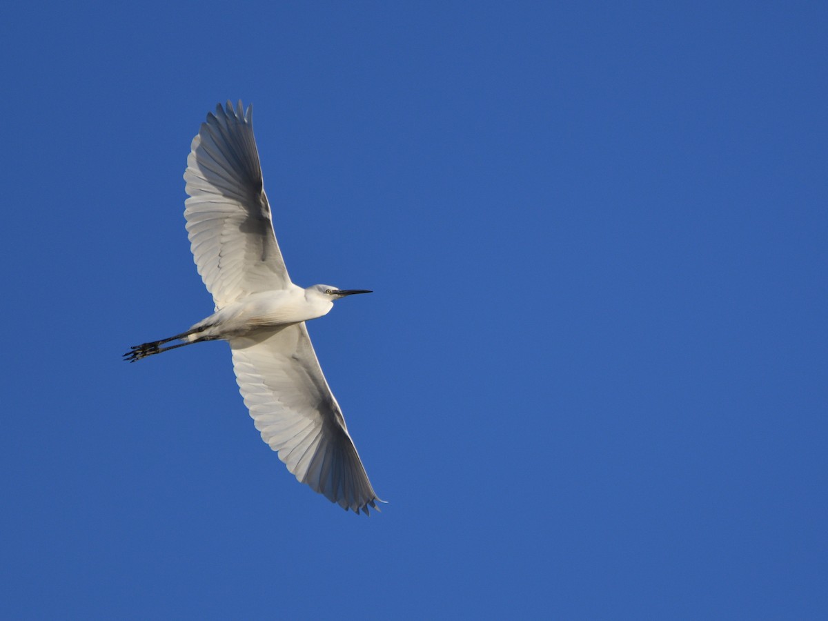 Little Egret - ML615060280