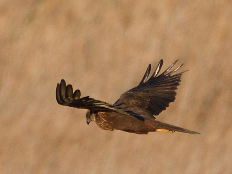 Western Marsh Harrier - ML615060292