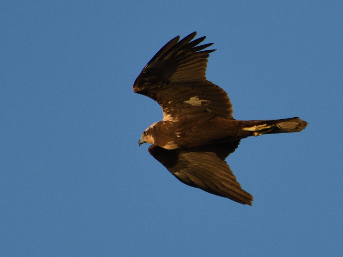 Western Marsh Harrier - ML615060294