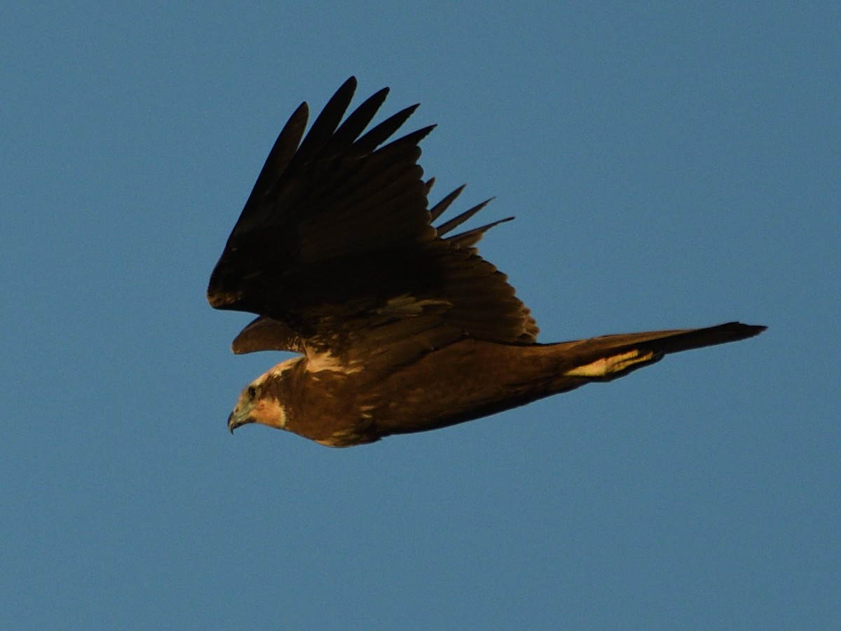 Western Marsh Harrier - ML615060295