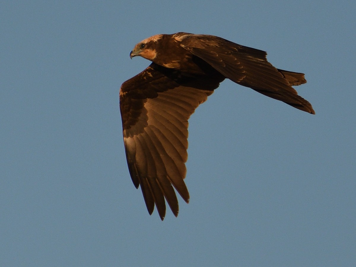 Western Marsh Harrier - ML615060296