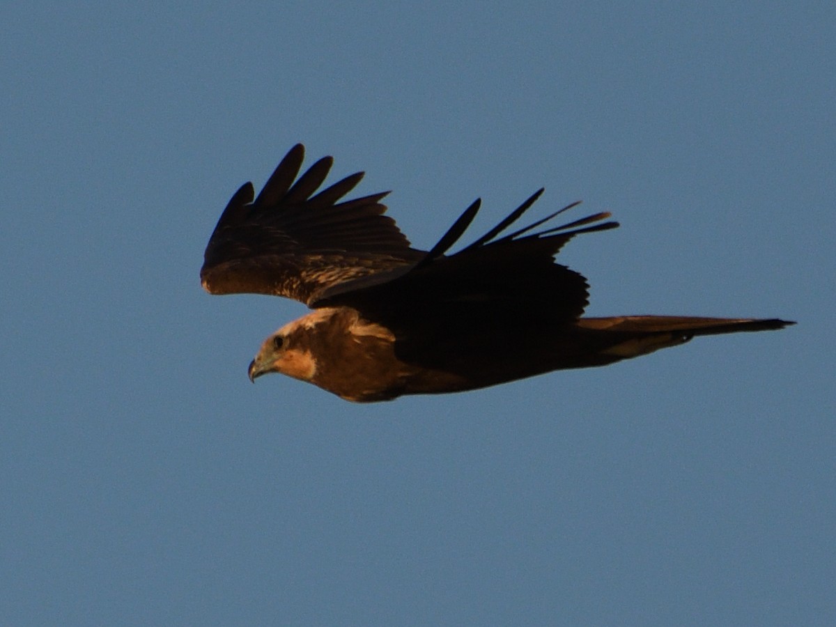 Western Marsh Harrier - ML615060297