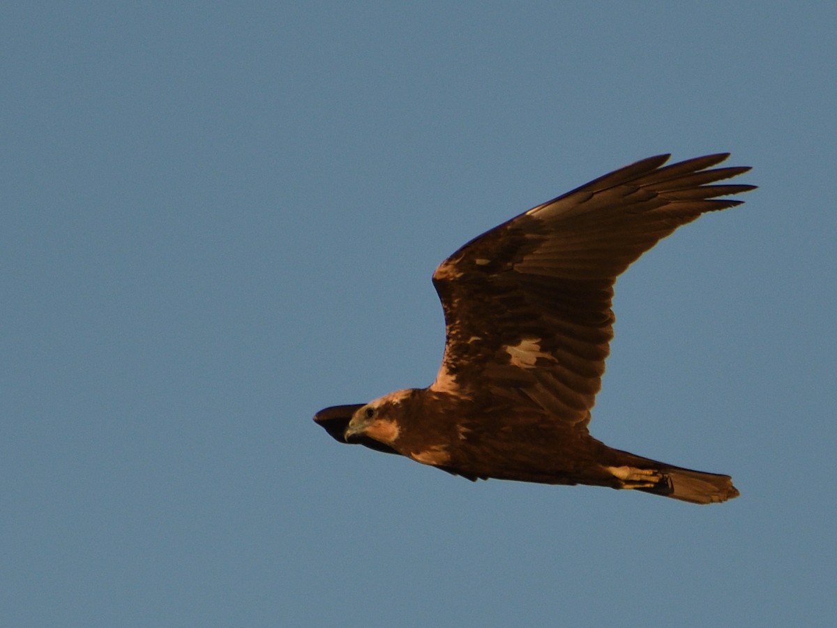 Western Marsh Harrier - Manuel Espenica