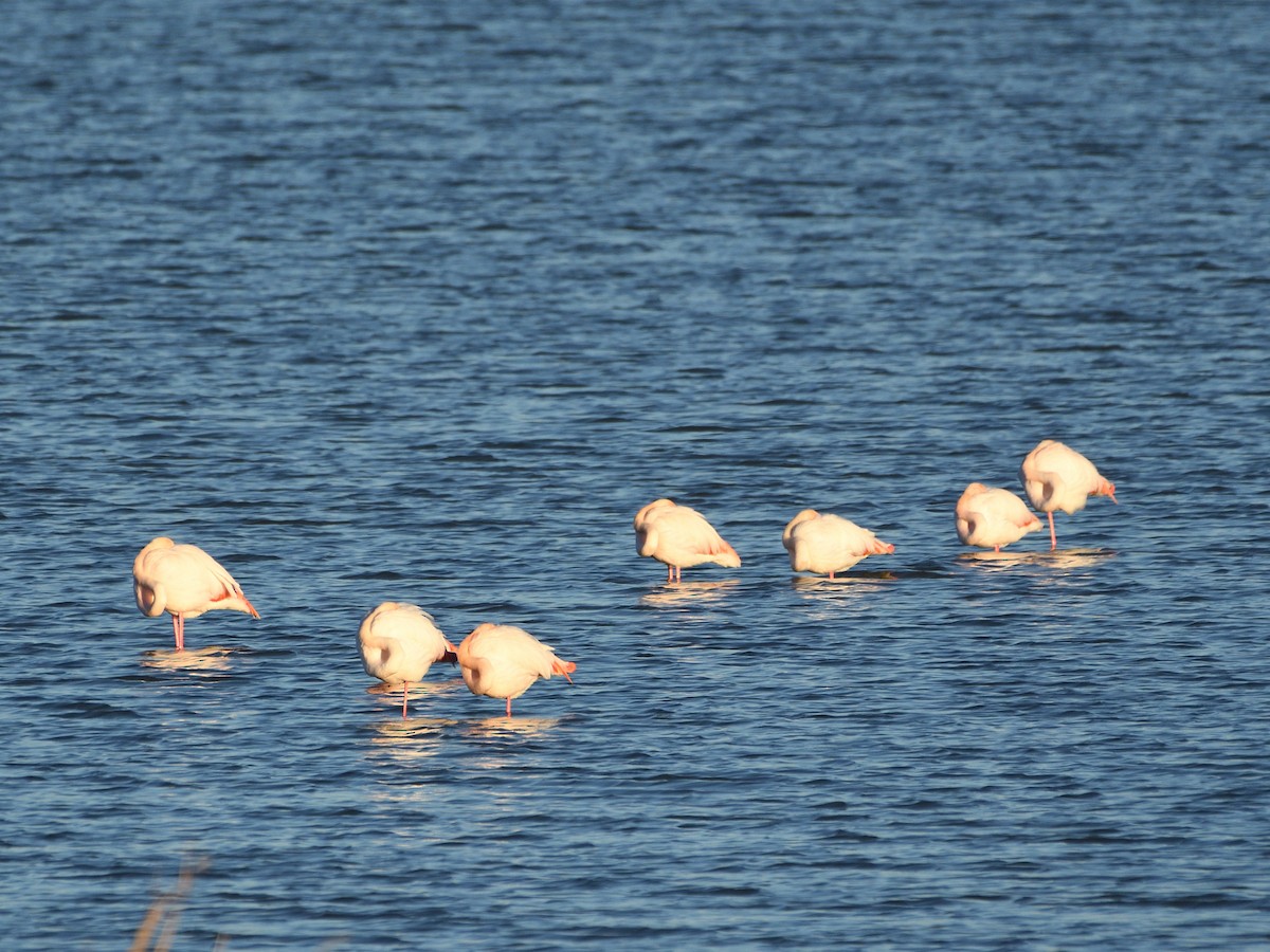 Greater Flamingo - Manuel Espenica