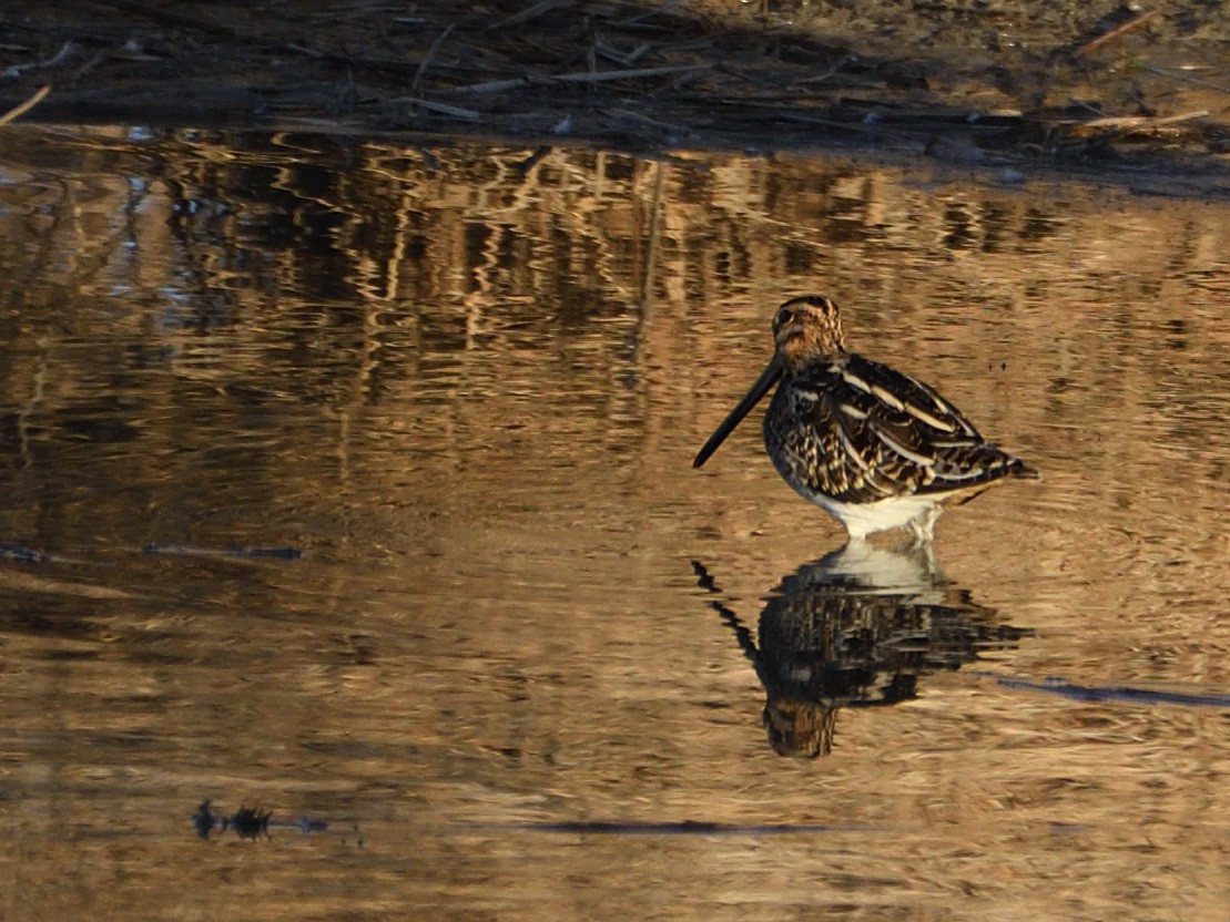 Common Snipe - ML615060323