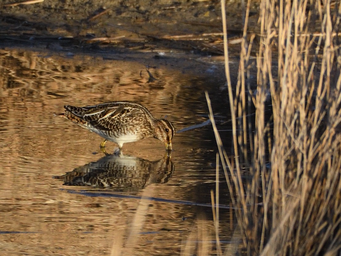 Common Snipe - Manuel Espenica