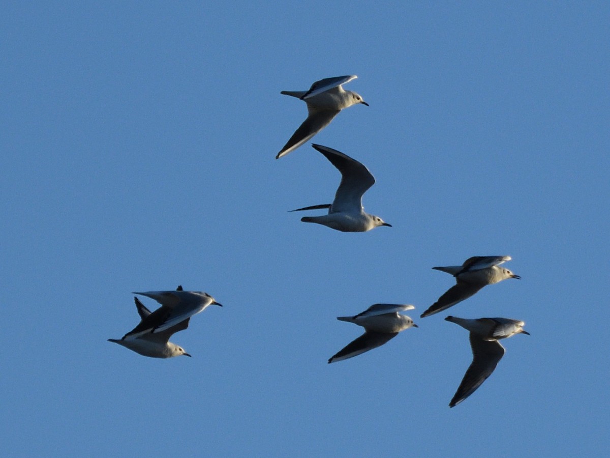 Black-headed Gull - Manuel Espenica