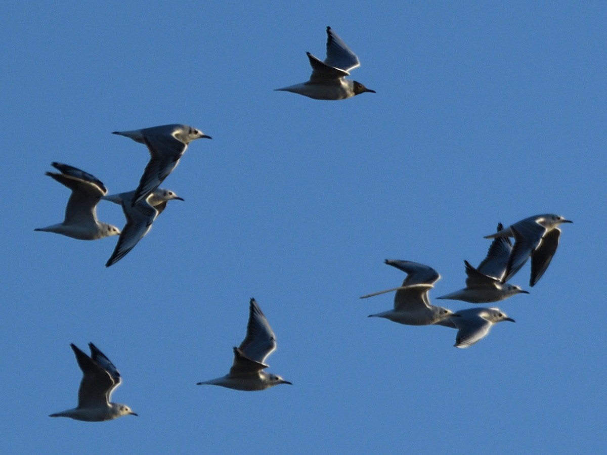 Black-headed Gull - ML615060334