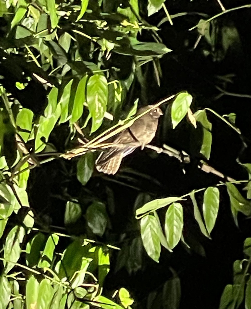 Brown Nightjar - ML615060348