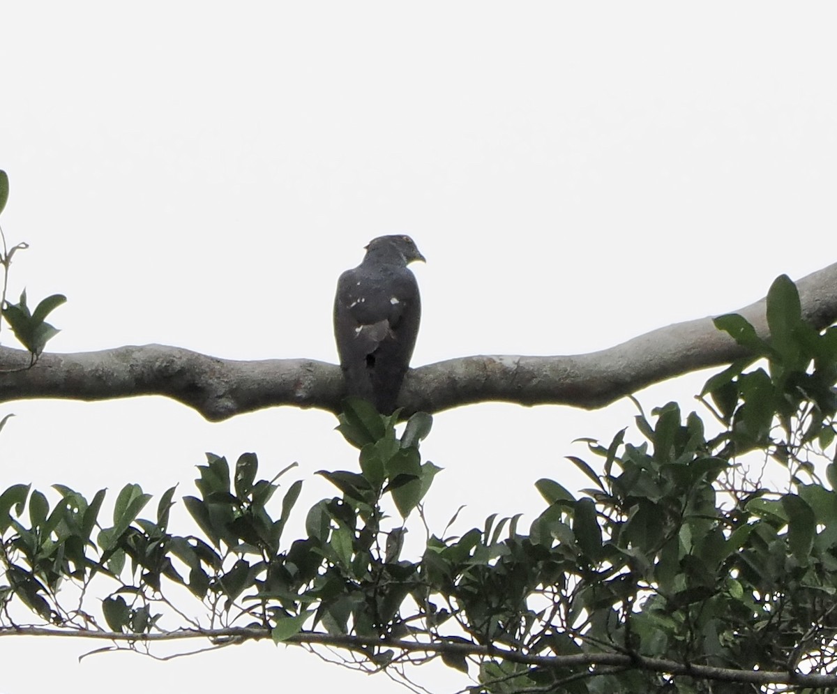 African Cuckoo-Hawk - ML615060355