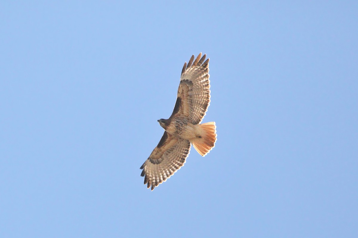 Red-tailed Hawk - ML615060394
