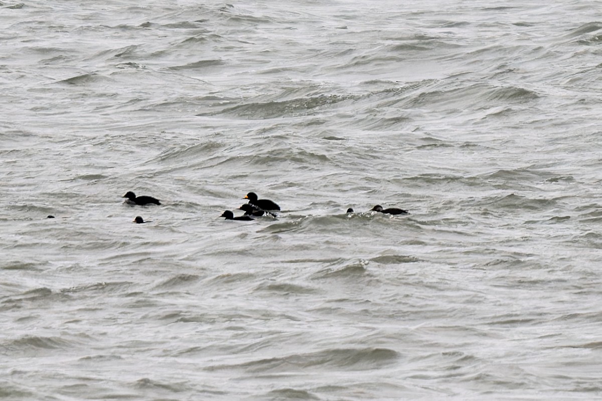 Black Scoter - ML615060396