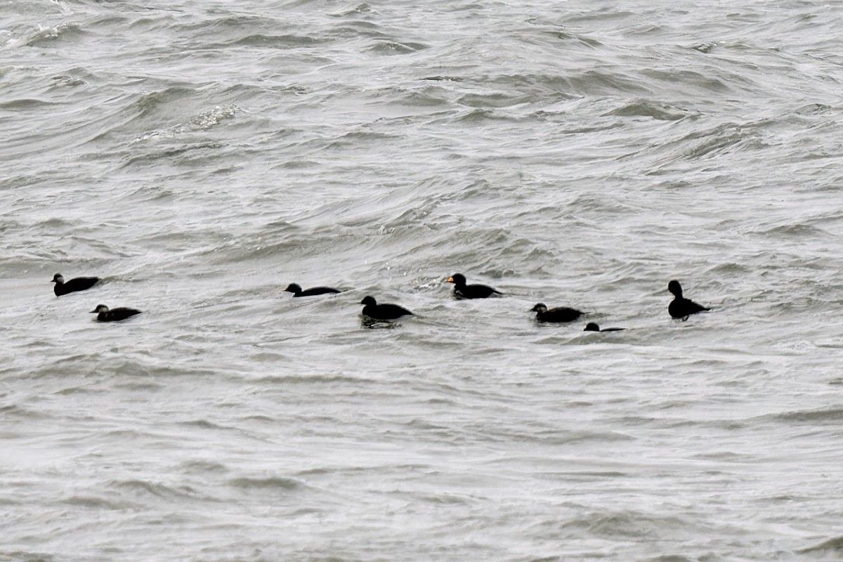 Black Scoter - ML615060404