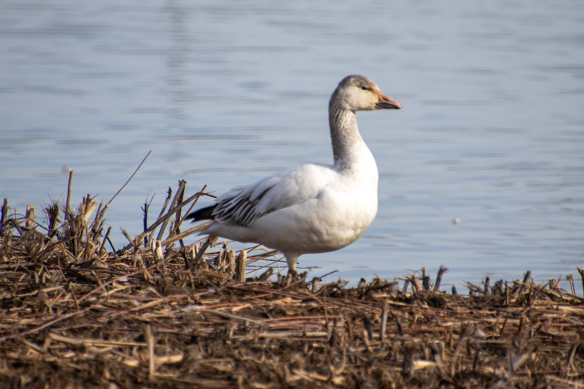 Snow Goose - ML615060420