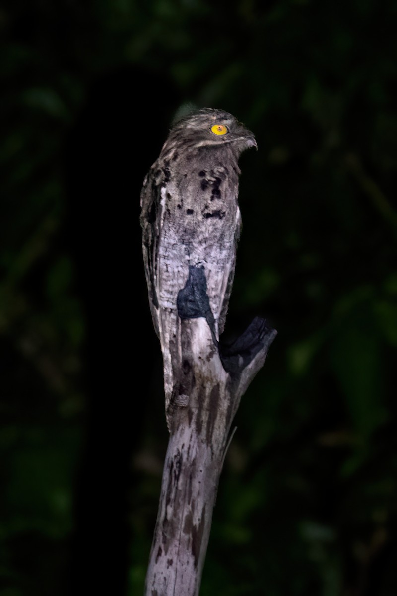 Common Potoo - ML615060481