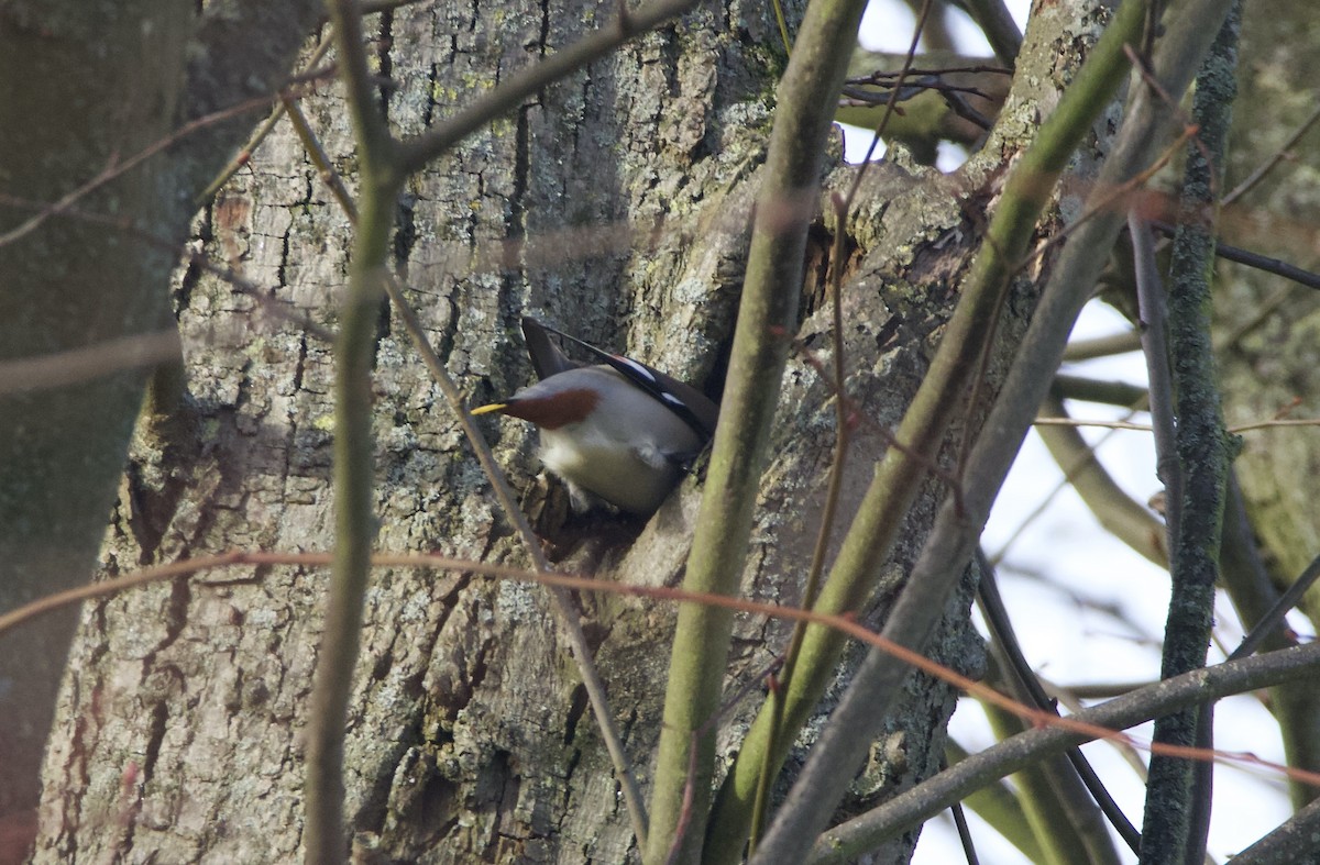 Bohemian Waxwing - ML615060501