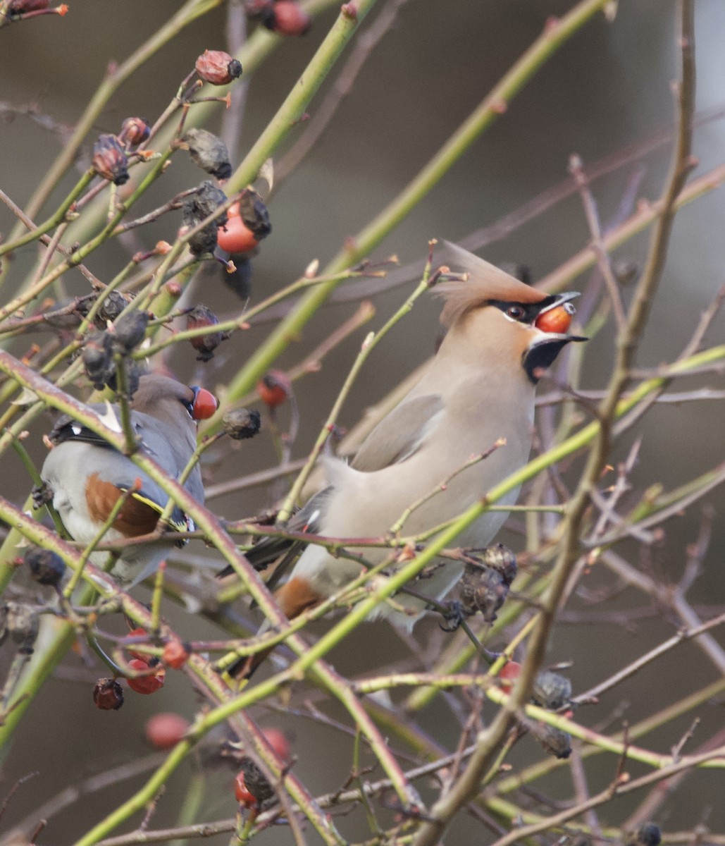 Bohemian Waxwing - ML615060503