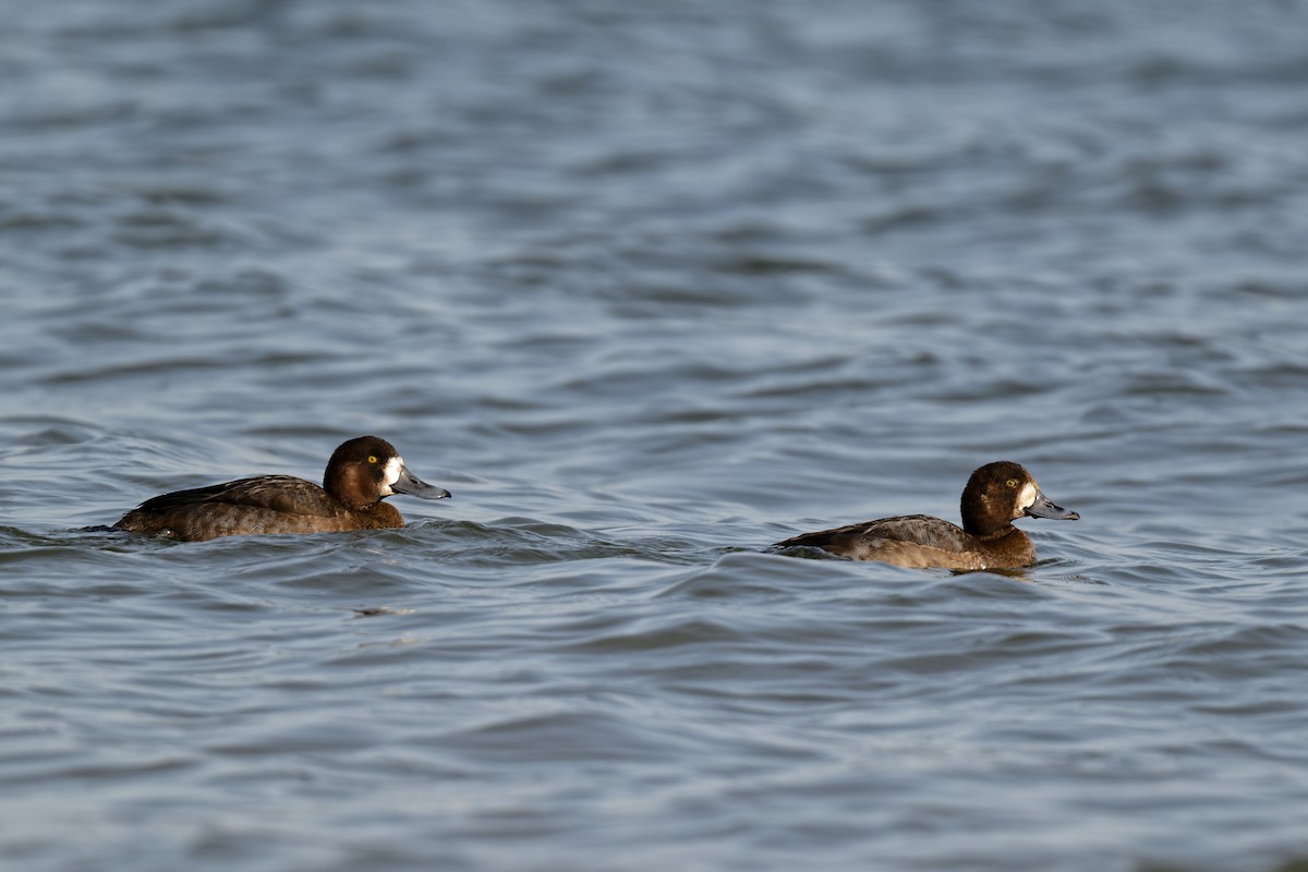 Greater Scaup - ML615060520