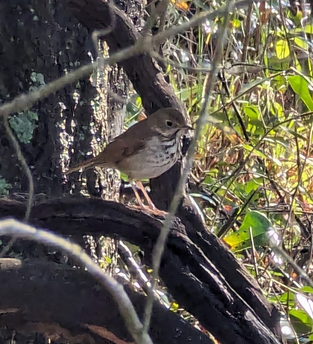 Hermit Thrush - ML615060525