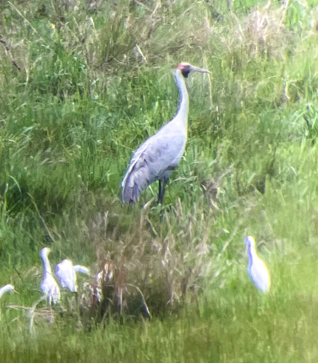 Grulla Brolga - ML615060532