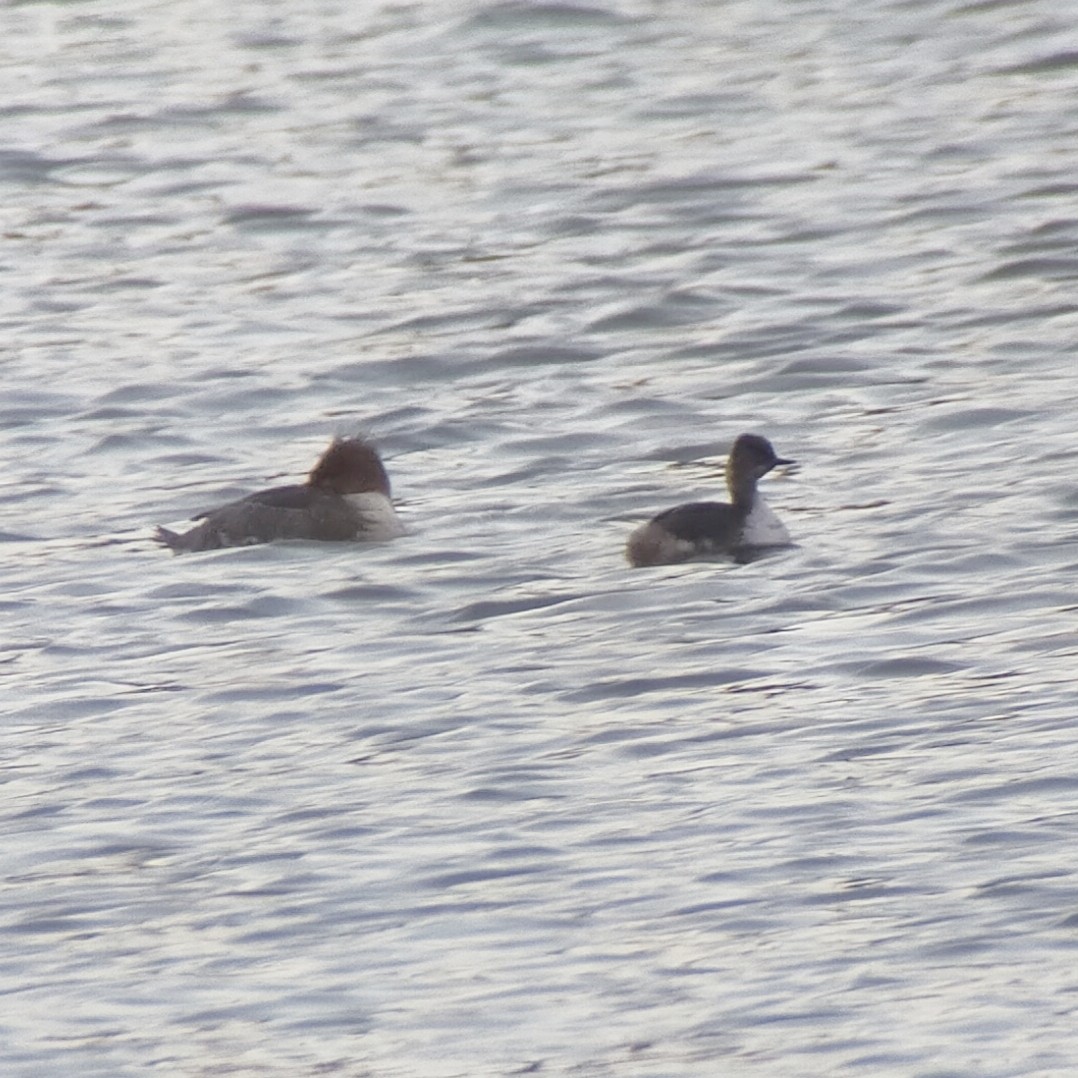 Eared Grebe - Robin Elliott