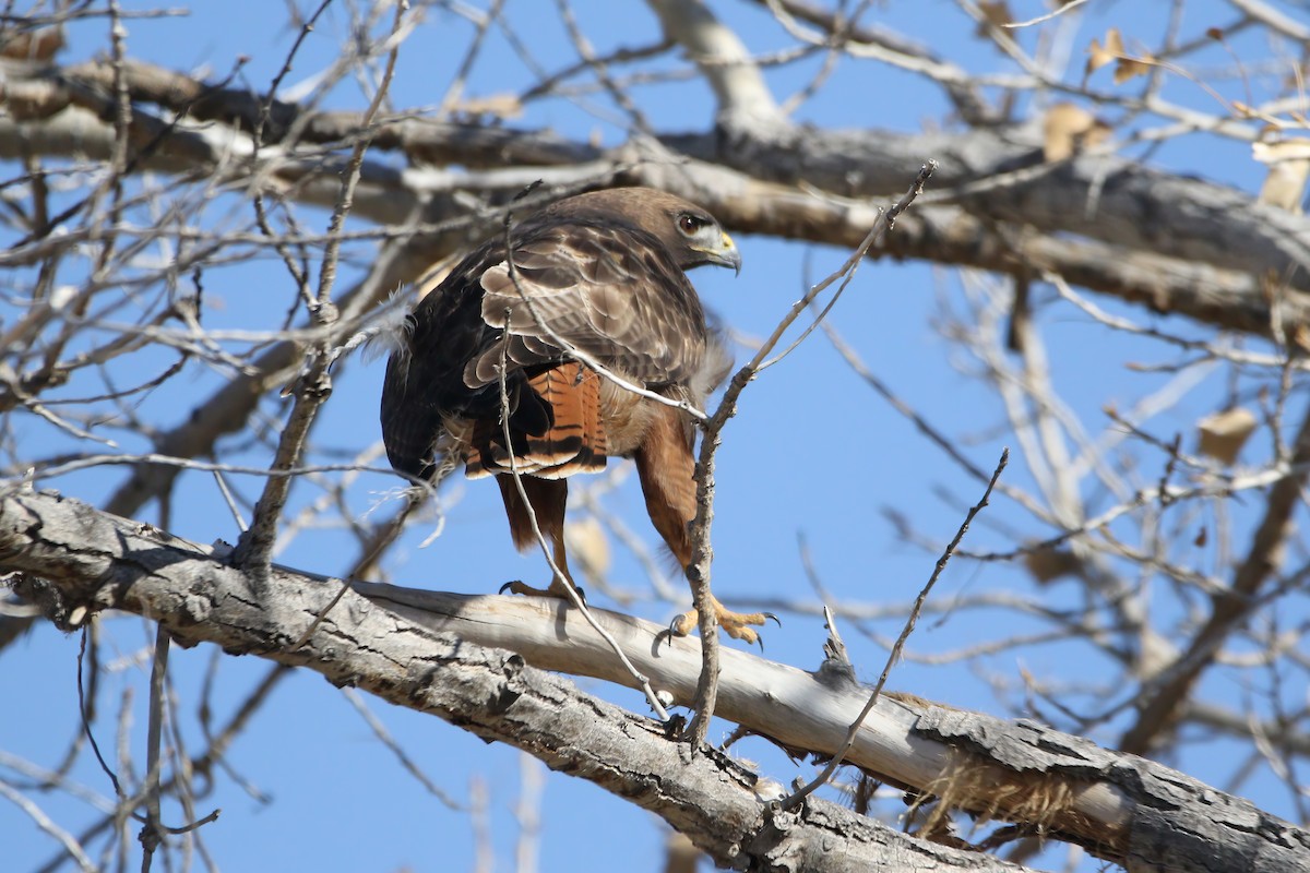 Red-tailed Hawk - ML615060559