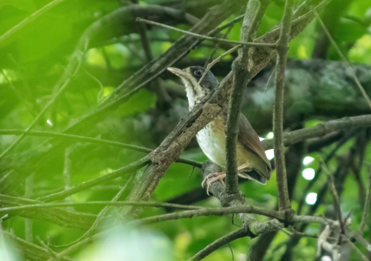 Masked Antpitta - ML615060561