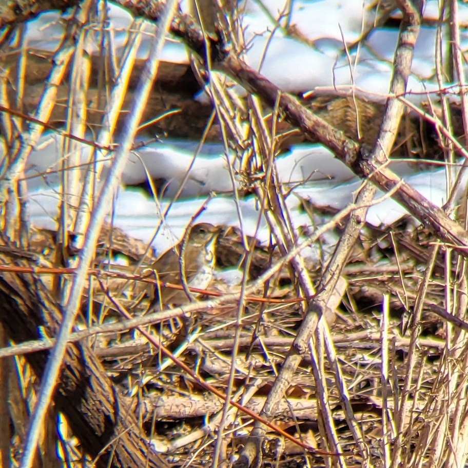 Hermit Thrush - ML615060562