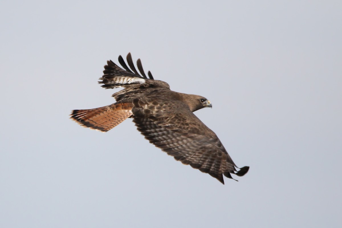 Red-tailed Hawk - ML615060563