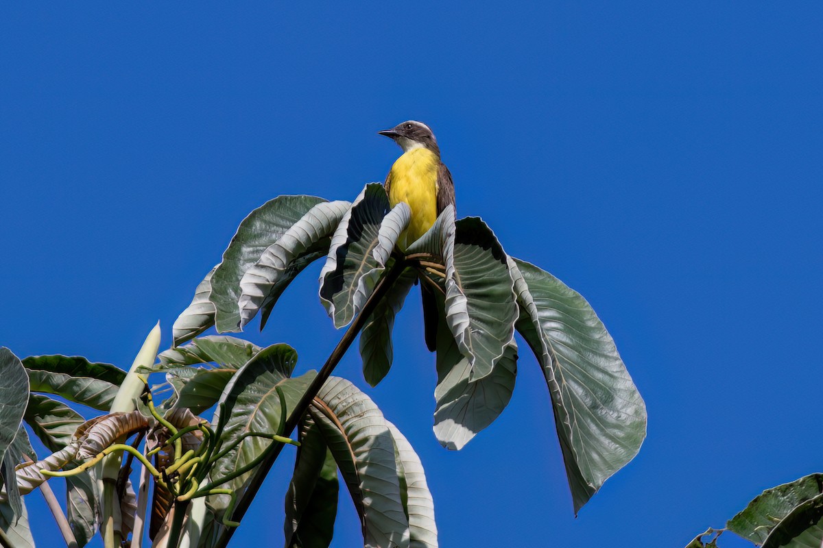 Social Flycatcher - ML615060621