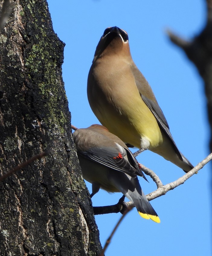 Cedar Waxwing - ML615060633