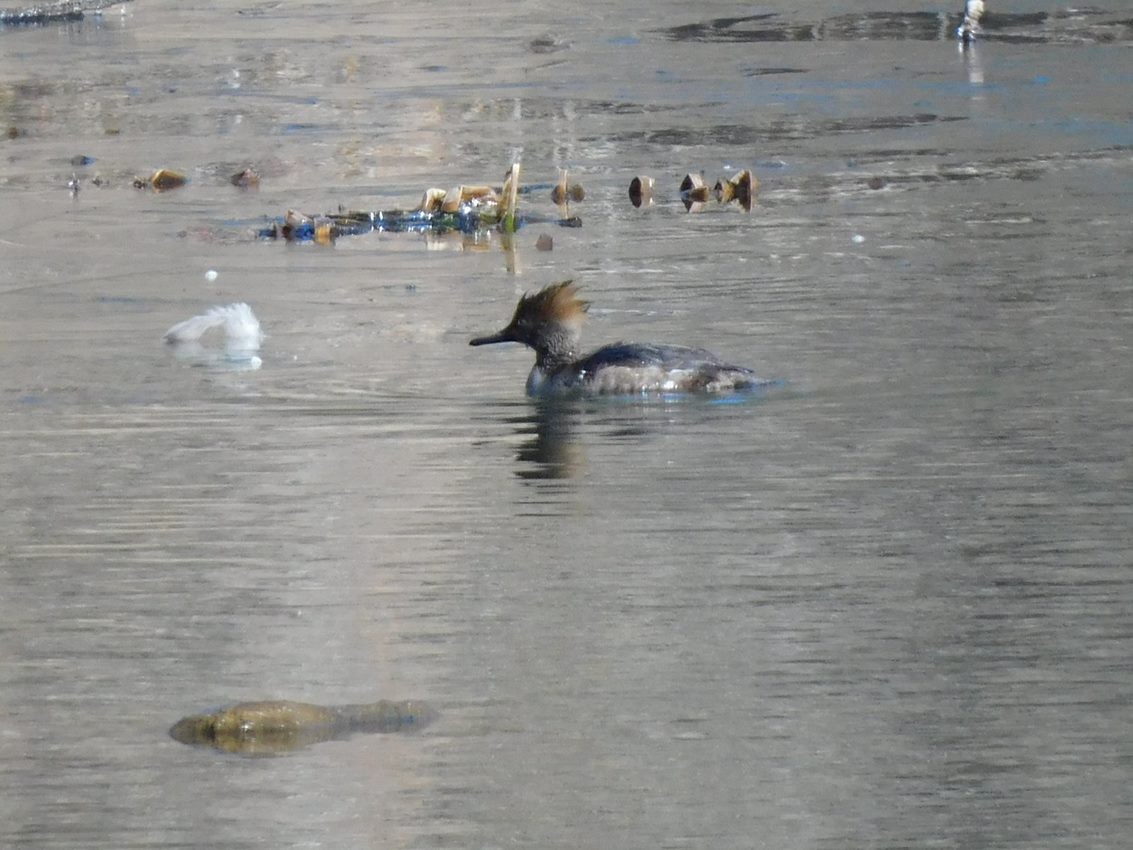 Hooded Merganser - Ulrike Sliworsky